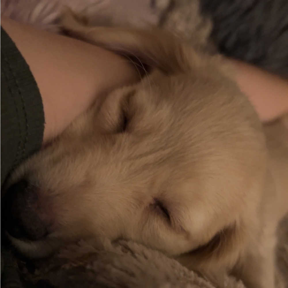 hello! i’m trying to find cheap clothes for my new dachshund puppy!